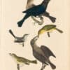 Wilson 2nd Edition, Pl. 18 Cow Bunting; Maryland Yellow throat; Blue grey Flycatcher; White-eyed F.