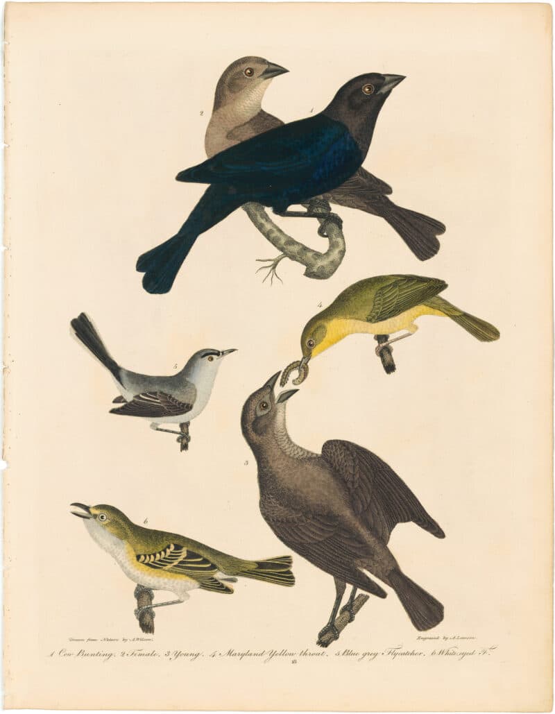 Wilson 2nd Edition, Pl. 18 Cow Bunting; Maryland Yellow throat; Blue grey Flycatcher; White-eyed F.