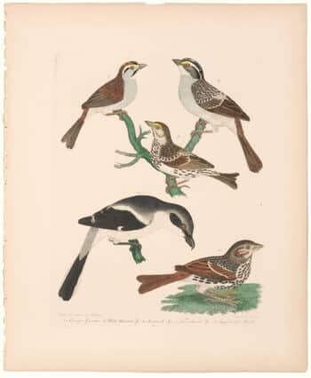 Wilson 2nd Edition, Pl. 22 Swamp Sparrow; White-throated Sp.; Savannah Sp.; Fox-coloured Sparrow.; Loggerhead Shrike