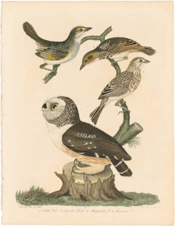 Wilson 2nd Edition, Pl. 34 Little Owl; Sea-side Finch; Sharp-tailed F.; Savannah F.