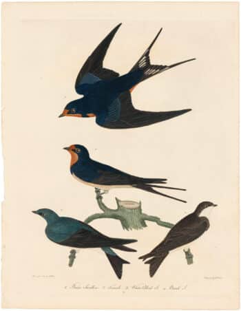 Wilson 2nd Edition, Pl. 38 Barn Swallow; White-bellied S.; Bank S.