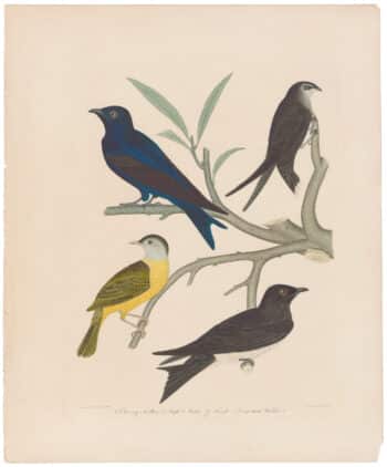 Wilson 2nd Edition, Pl. 39 Chimney Swallow; Purple Martin; Connecticute Warbler