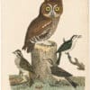Wilson 2nd Edition, Pl. 42 Red Owl; Warbling Flycatcher; Purple Finch; Brown Lark