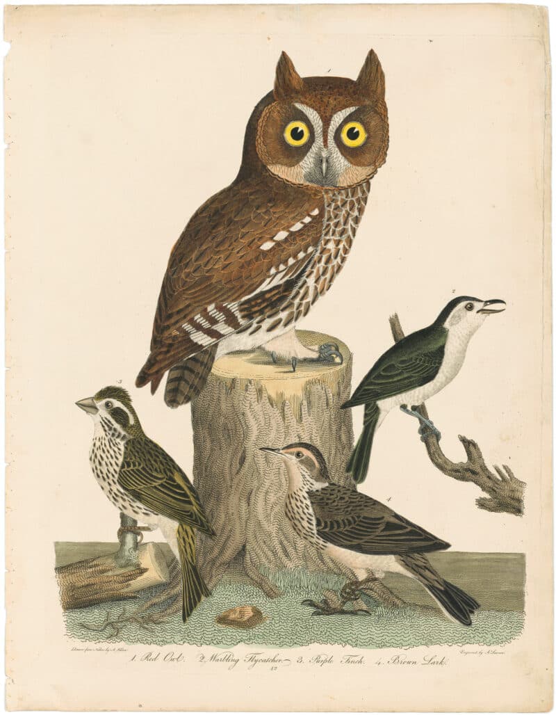 Wilson 2nd Edition, Pl. 42 Red Owl; Warbling Flycatcher; Purple Finch; Brown Lark