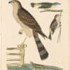 Wilson 2nd Edition, Pl. 45 Sharp-shinned Hawk; Redstart, Yellow-rump