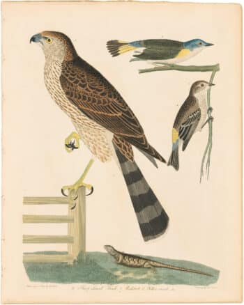 Wilson 2nd Edition, Pl. 45 Sharp-shinned Hawk; Redstart, Yellow-rump