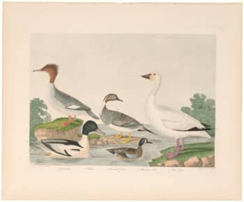 Wilson 2nd Edition, Pl. 68 Goosander; Pin-tail Duck; Blue wing Teal; Snow Goose