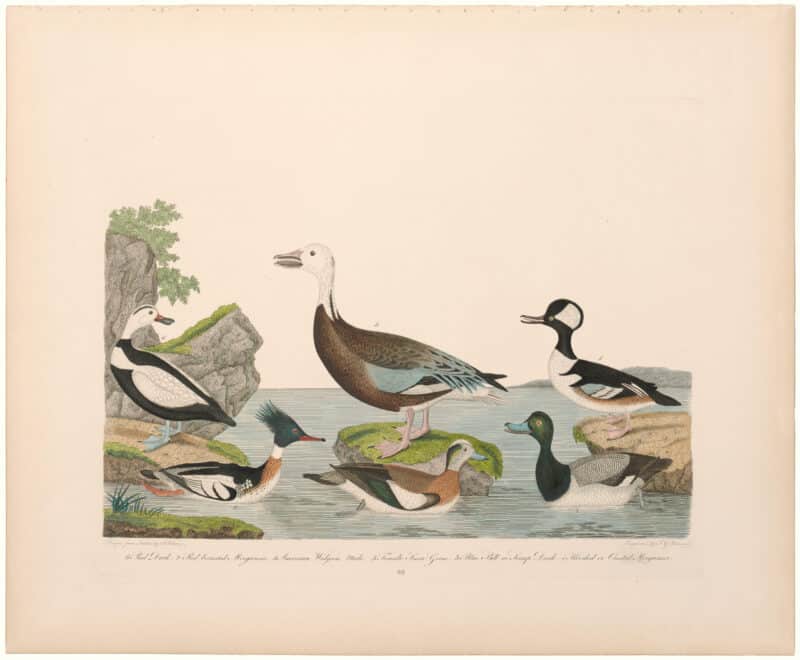 Wilson 2nd Edition, Pl. 69 Merganser; Scaup Duck; Widgeon; Snow Goose; Pied Duck