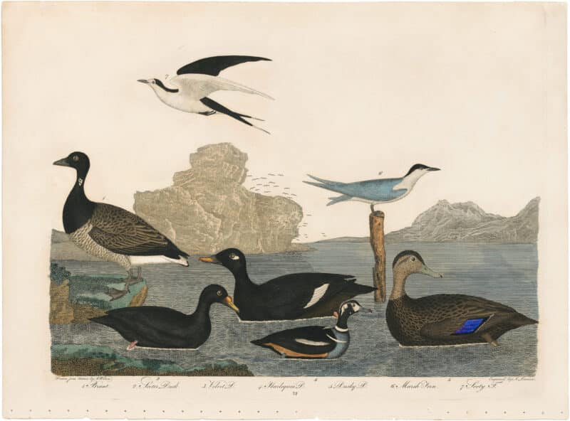 Wilson 2nd Edition, Pl. 72 Brant; Scoter Duck; Velvet D.; Harlequin D.; Dusky D.; Marsh Tern; Sooty T.