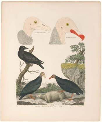 Wilson 2nd Edition, Pl. 75 Turkey Buzzard; Black Vulture; Raven