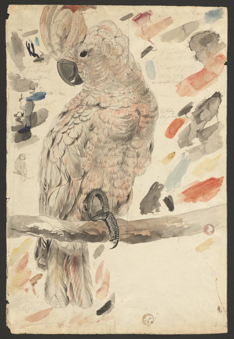 Watercolor and graphite sketch of the Salmon-crested Cockatoo, Houghton Library