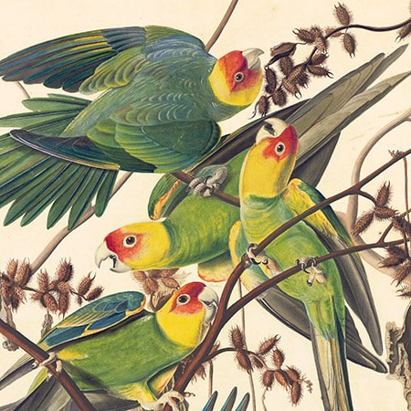 Audubon Collecting Guide - Plate 26 - Carolina Parrot Detail