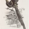 Great Sickle-bill Bird of Paradise