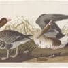Audubon Havell Ed. Pl 286, White-fronted Goose