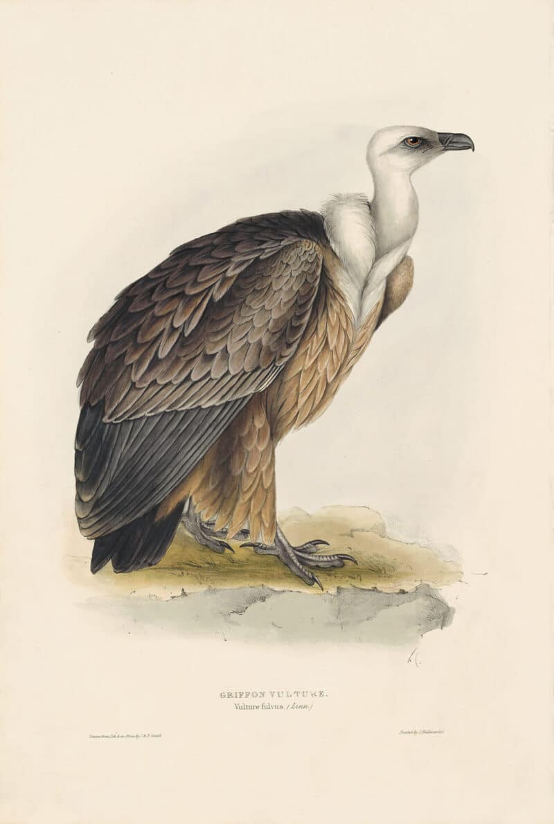 Gould Birds of Europe, Pl. 1 Griffon Vulture