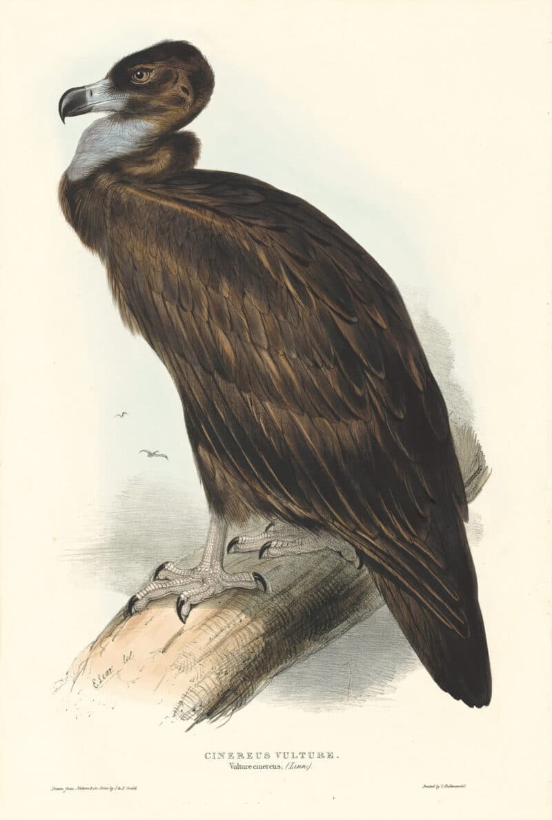 Lear Birds of Europe, Pl. 2 Cinereous Vulture