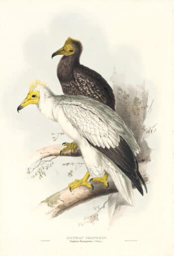 Lear Birds of Europe, Pl. 3 Egyptian Edophron