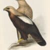 Gould Birds of Europe, Pl. 5 Imperial Eagle