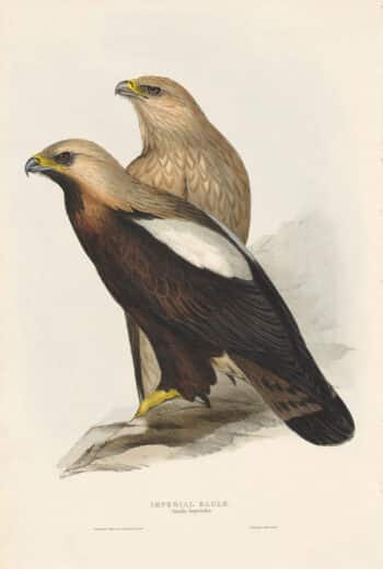 Gould Birds of Europe, Pl. 5 Imperial Eagle