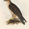 Gould Birds of Europe, Pl. 7 Bonelli's Eagle