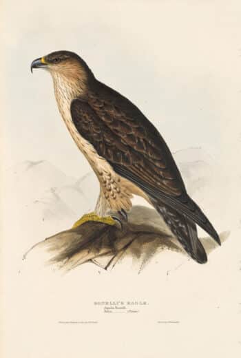 Gould Birds of Europe, Pl. 7 Bonelli's Eagle