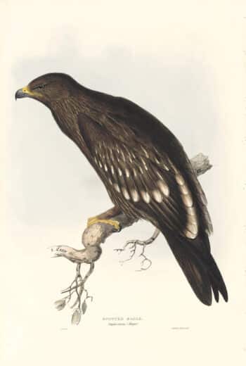Lear Birds of Europe, Pl. 8 Spotted Eagle