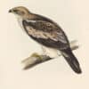 Gould Birds of Europe, Pl. 9 Booted Eagle