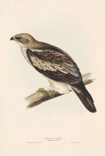 Gould Birds of Europe, Pl. 9 Booted Eagle