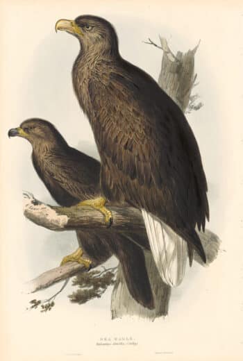 Lear Birds of Europe, Pl. 10 Sea Eagle