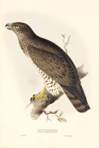 Lear Birds of Europe, Pl. 13 Short-Toed Eagle