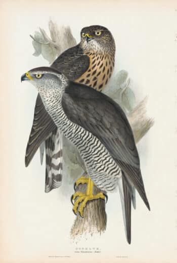 Gould Birds of Europe, Pl. 17 Goshawk