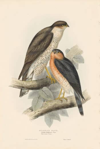 Gould Birds of Europe, Pl. 18 Sparrow Hawk
