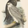 Gould Birds of Europe, Pl. 19 Jer Falcon