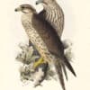 Lear Birds of Europe, Pl. 20 Lanner Falcon