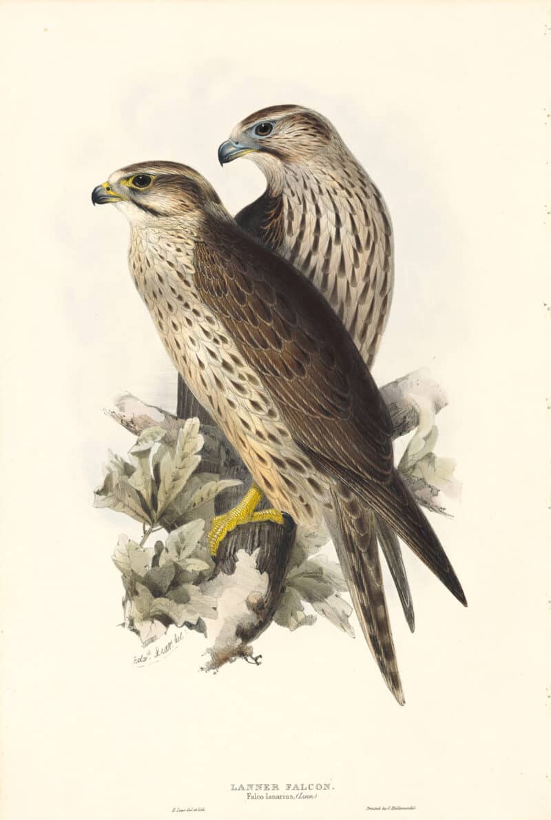 Lear Birds of Europe, Pl. 20 Lanner Falcon