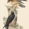 Gould Birds of Europe, Pl. 23 Red-Footed Falcon