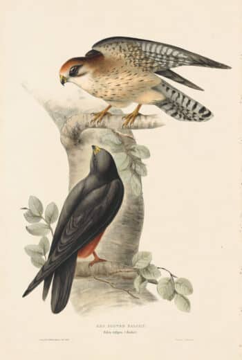 Gould Birds of Europe, Pl. 23 Red-Footed Falcon