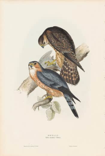 Gould Birds of Europe, Pl. 24 Merlin