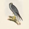 Gould Birds of Europe, Pl. 25 Lead-Colored Falcon