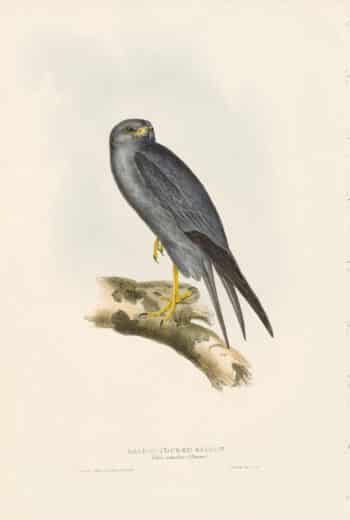 Gould Birds of Europe, Pl. 25 Lead-Colored Falcon
