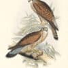 Lear Birds of Europe, Pl. 26 Kestrel