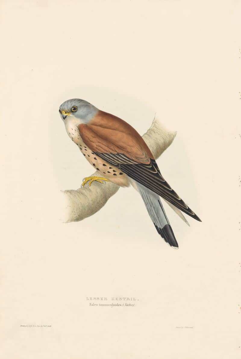 Gould Birds of Europe, Pl. 27 Lesser Kestrel