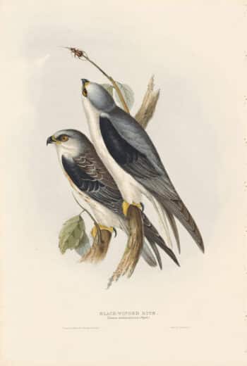 Gould Birds of Europe, Pl. 31 Black-Winged Kite