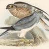 Gould Birds of Europe, Pl. 33 Hen Harrier