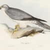 Gould Birds of Europe, Pl. 34 Pallid Harrier