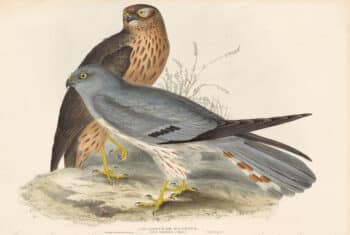 Gould Birds of Europe, Pl. 35 Ash-Colored Harrier