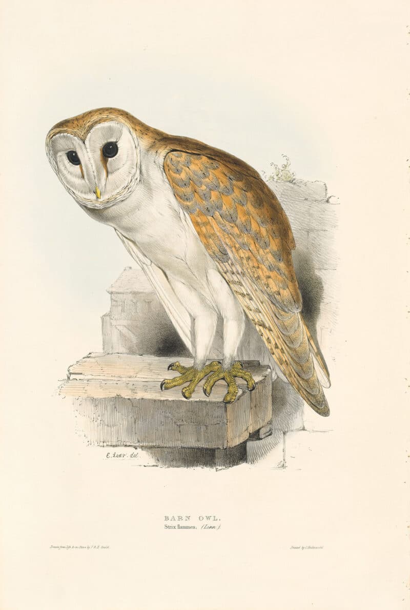 John Gould and Edward Lear Birds of Europe