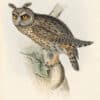 Gould Birds of Europe, Pl. 39 Long-Eared Owl
