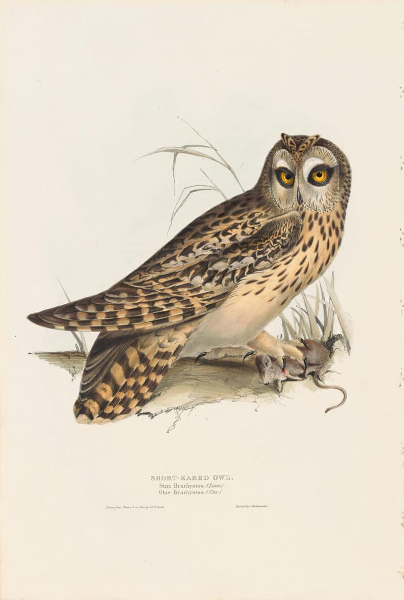 Gould Birds of Europe, Pl. 40 Short-Eared Owl