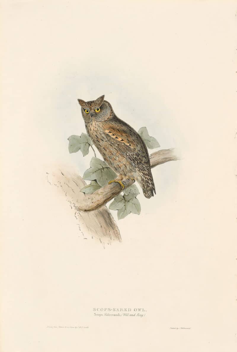 Gould Birds of Europe, Pl. 41 Scops-Eared Owl